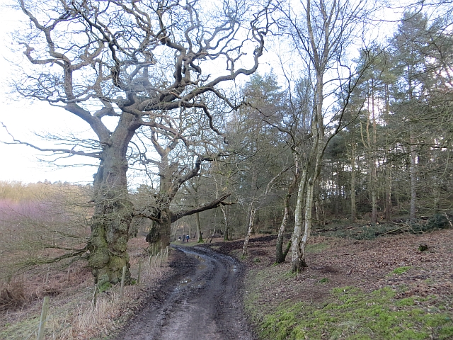 Little Haywood to Cannock chase stepping stones - Photo 6