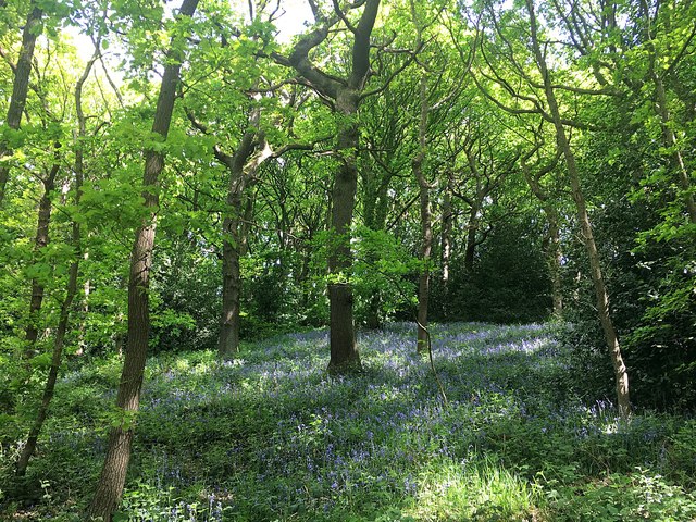 The Woods of Abbeydale - Photo 2