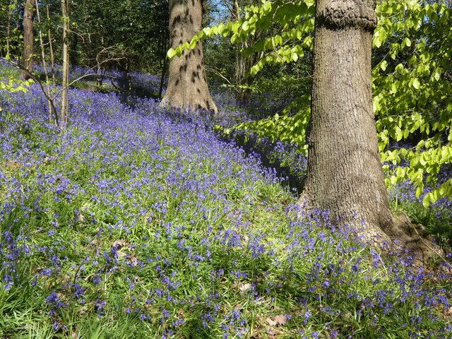The Woods of Abbeydale - Photo 4