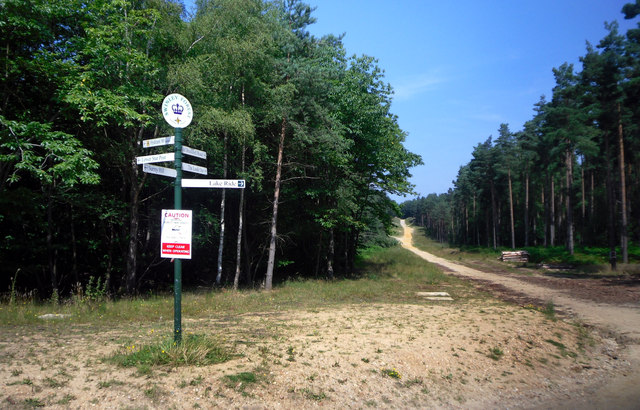 Swinley Forest: Surrey Hill Challenge!