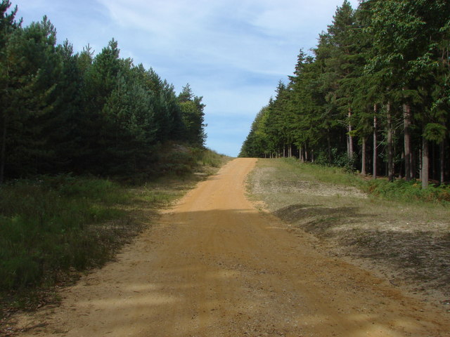 Swinley Forest: Surrey Hill Challenge! - Photo 2