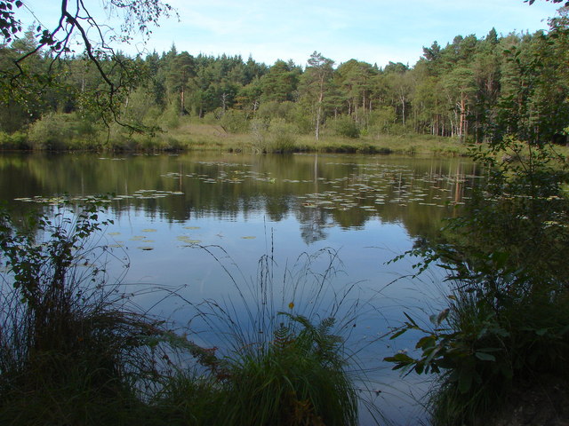 Swinley Forest: Surrey Hill Challenge! - Photo 3