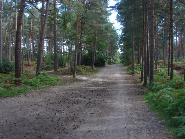 Swinley Forest: Surrey Hill Challenge! running route