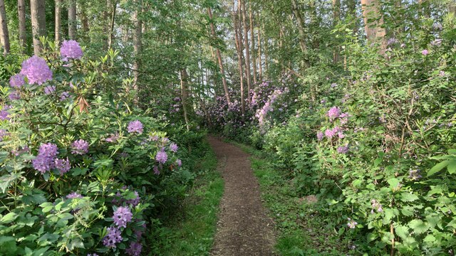 Swinley Forest: Surrey Hill Challenge! - Photo 4