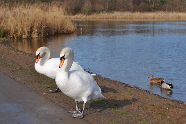 Birstall lakes