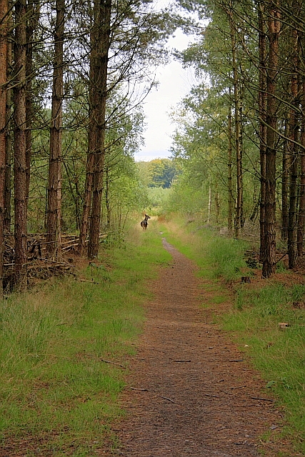 Cannock Chase and The Butts - Photo 2