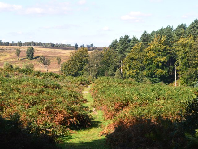 Cannock Chase and The Butts