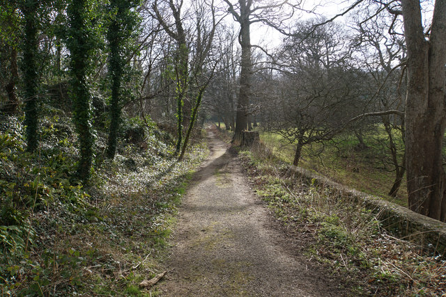 Conwy Woods