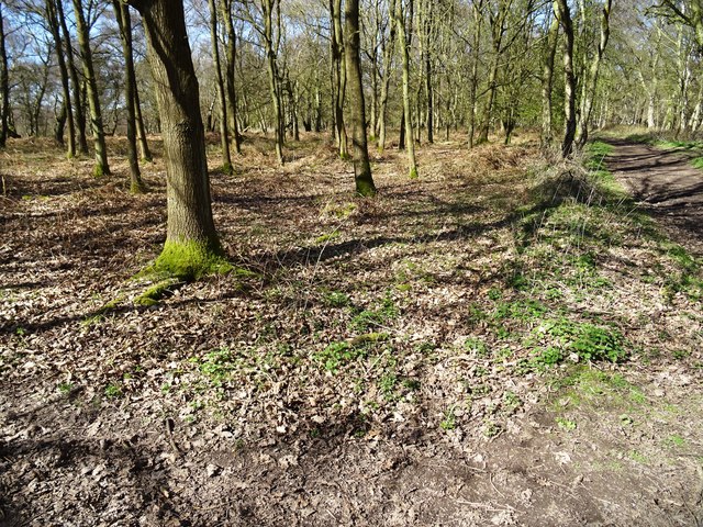 Broc Hill and Brocton Coppice