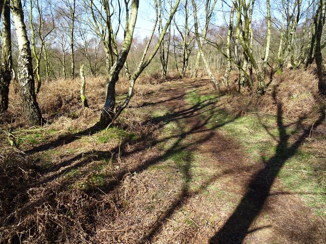 Broc Hill and Brocton Coppice running route
