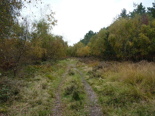 Broc Hill and Brocton Coppice - Photo 4