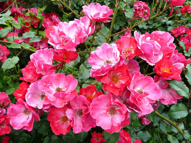 Sowe Valley Footpath 10k - Photo 2