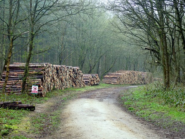 Blidworth Woods 5 running route