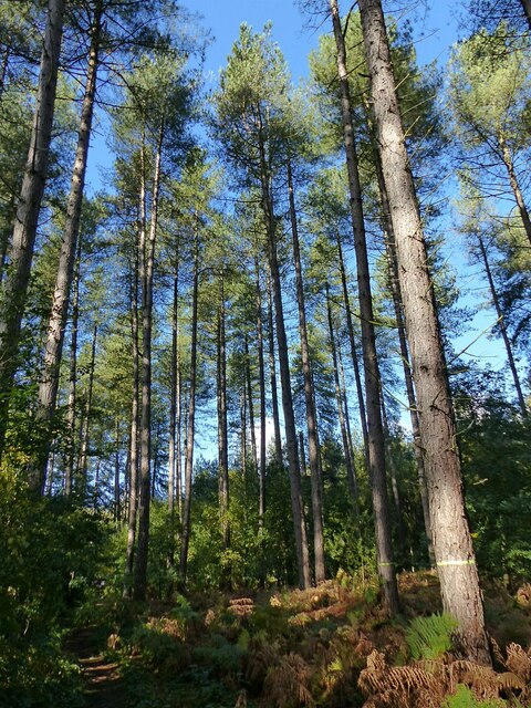 Blidworth Woods 5