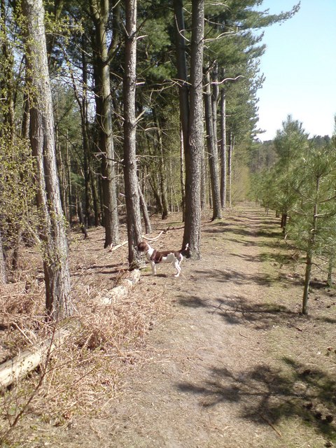 Abbots Moss and Hogshead Wood