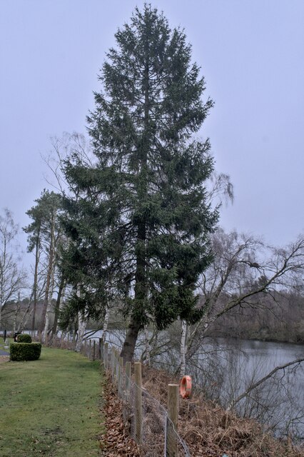 Abbots Moss and Hogshead Wood - Photo 2