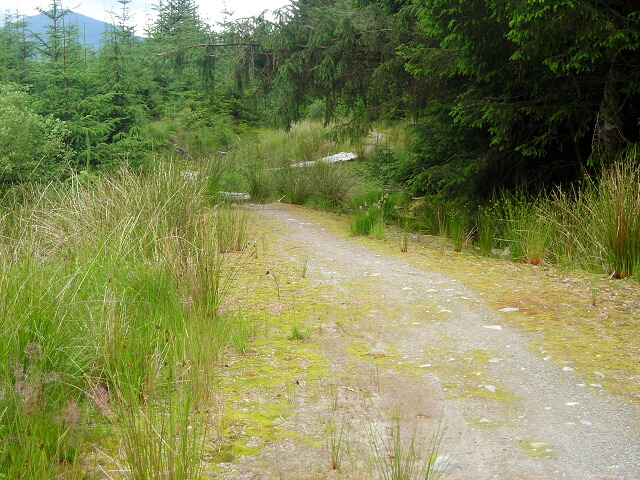 Killiechonate Forest running route