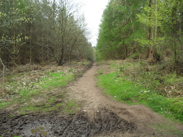 Harlestone Firs and Church Brampton - Photo 2