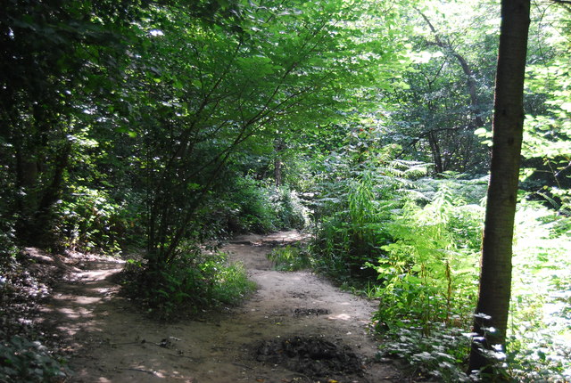 Chislehurst 3 Woods loop - Photo 2