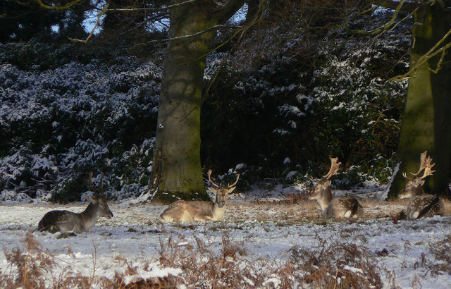 Wollaton Park 4 running route